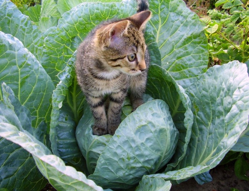 Create meme: the cat in the garden, the cat in the cabbage, a cat in the garden