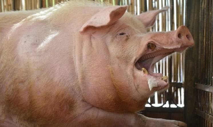 Создать мем: свинья дюрок, животные, кабан боров хряк свинья