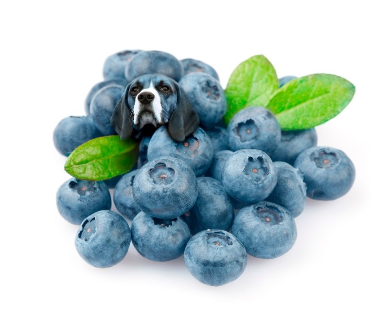 Create meme: blueberry garden, blueberries and blueberries, blueberries 125 g