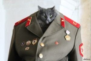 Create meme: jacket, in uniform, the cat in the form