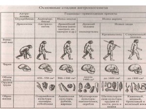 Создать мем: стадии антропогенеза, этапы эволюции человека таблица 11 класс биология, схема происхождение человека основные этапы антропогенеза