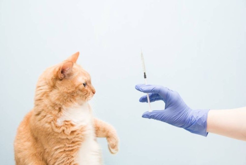 Create meme: vaccination of kittens, vaccination of cats, rabies vaccination