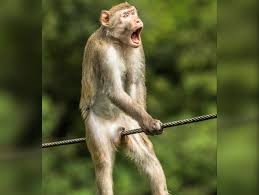 Create meme: monkeys, the funniest pictures, funny animals