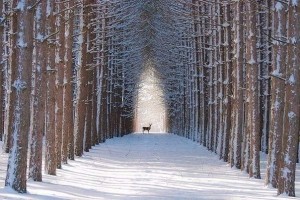 Создать мем: олень в зимнем лесу, красота зимнего леса, winter forest