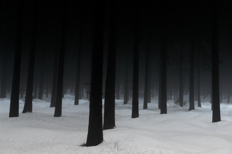 Create meme: snow forest, forest , winter forest 