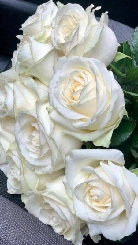 Create meme: white roses , rose avalange, pale white roses