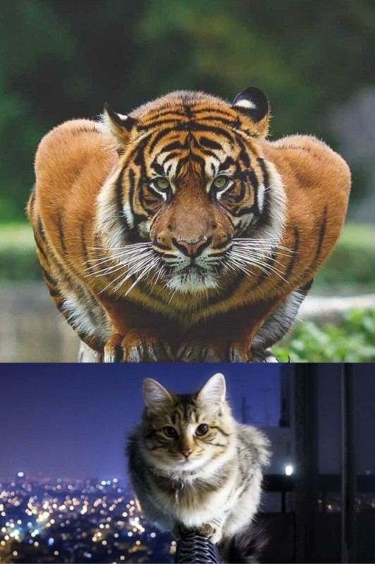 Create meme: the tiger joke, animals tiger , Sumatran tiger 