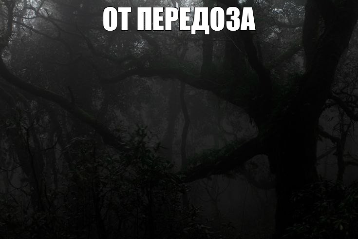 Create meme: forest misty, gloomy nature, Gloomy forests