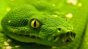 Create meme: reptile, green, the most dangerous snakes