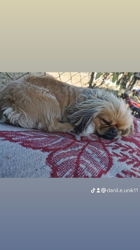 Create meme: dog Pekingese, Pekingese, breed Pekingese