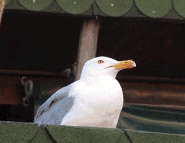 Create meme: screaming Seagull, two seagulls are laughing, neighing seagull