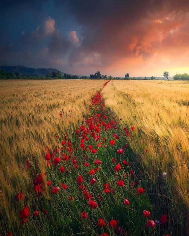 Create meme: nature , a field of flowers, poppies in the field