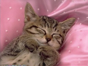 Create meme: nighty night, sweet dreams, cat