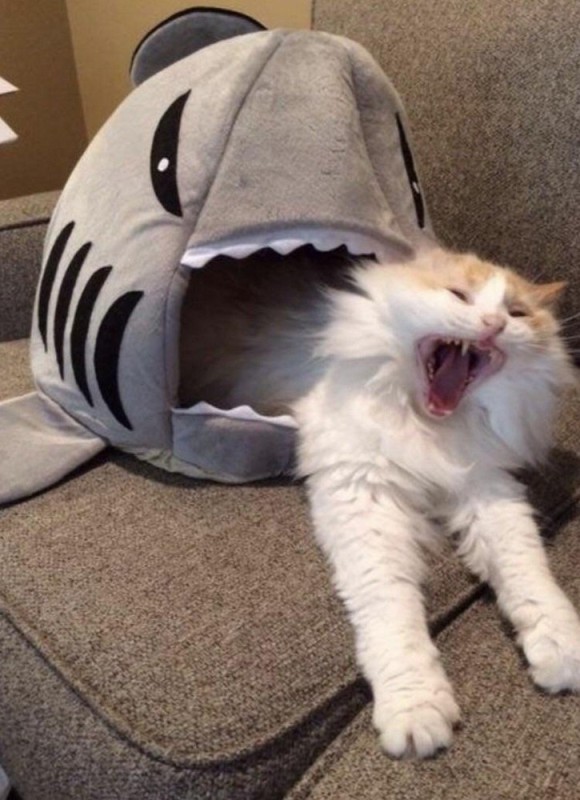 Create meme: a cat in a shark costume, cat shark , cat funny 