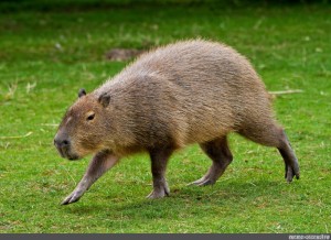 Create meme: the largest rodent is the capybara, rodent capybara, the capybara 