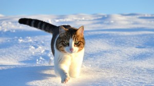 Создать мем: кошка зимой, зима кошка, кошка на снегу