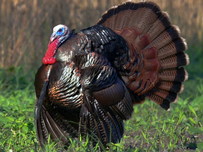 Create meme: turkey bird, Turkey , wild Turkey