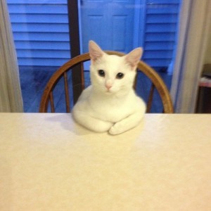 Создать мем: кот за столом, я тебя внимательно слушаю, сумасшедший кот