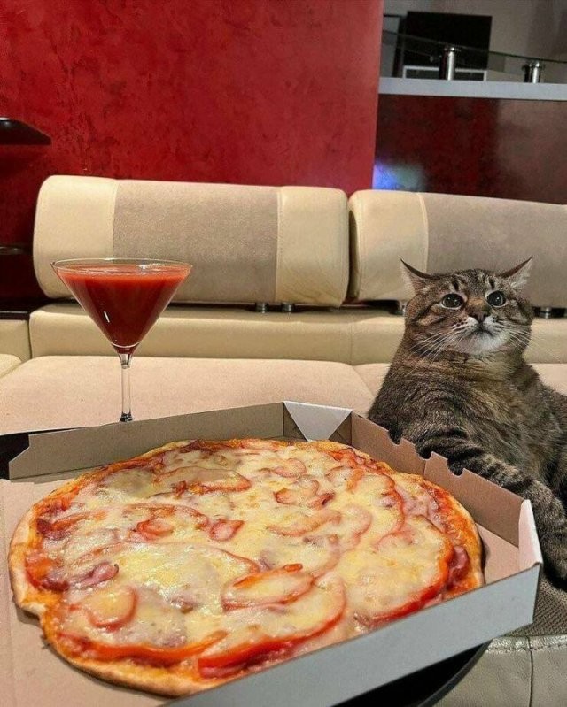 Create meme: pizza cat , delicious pizza, push pizza