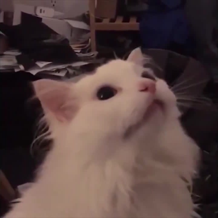 Создать мем: белый кот кричит, кот гифка мем, кот мем