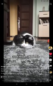 Create meme: cat, cats, kitty