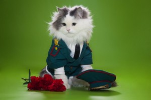Создать мем: котик в форме, кошка в военной форме, кот в костюме
