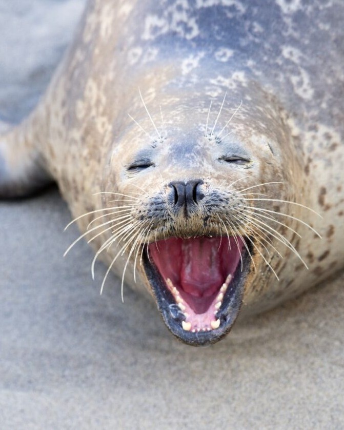 Create meme: seal seal, pinniped seals, seal laughs