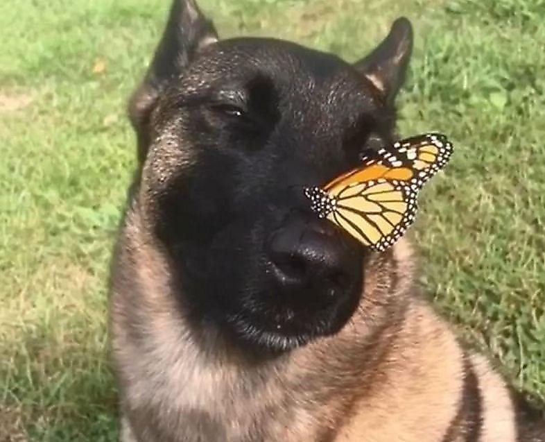 Create meme: a dog with a butterfly, a dog with a butterfly on its nose, A dog and a butterfly on the nose meme