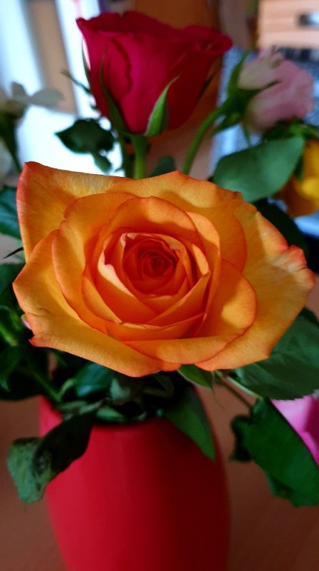 Создать мем: роза оранж, желто оранжевые розы, красивые розы