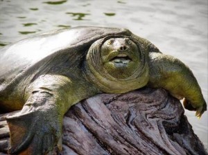 Create meme: a dead turtle, funny pictures of turtles, legendary turtle