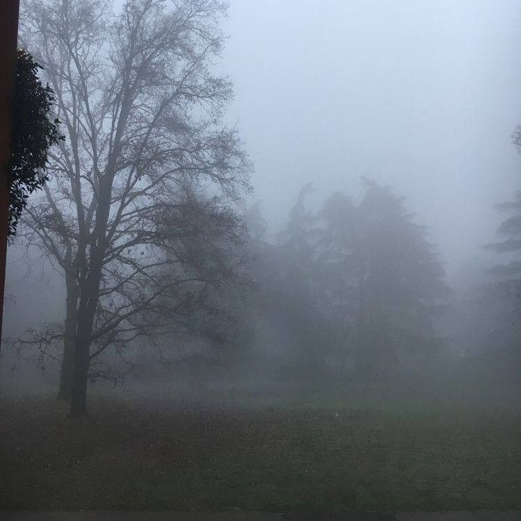 Create meme: in the fog, forest fog, landscape fog