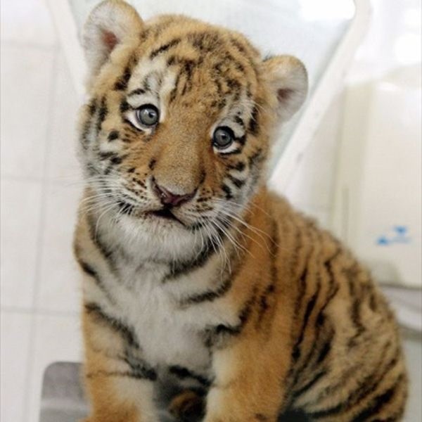 Create meme: Tiger allnock, The tiger cub is small, the tiger is small