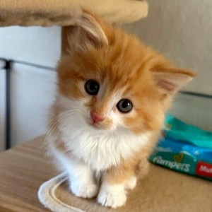 Create meme: cat, adorable kittens, kitties