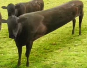 Создать мем: cow, корова, cyriak cows gif