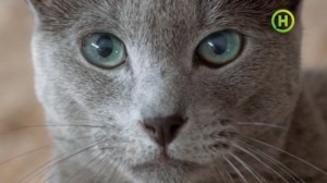 Создать мем: русская голубая кошка самец, реклама шеба 2017, Русская голубая кошка