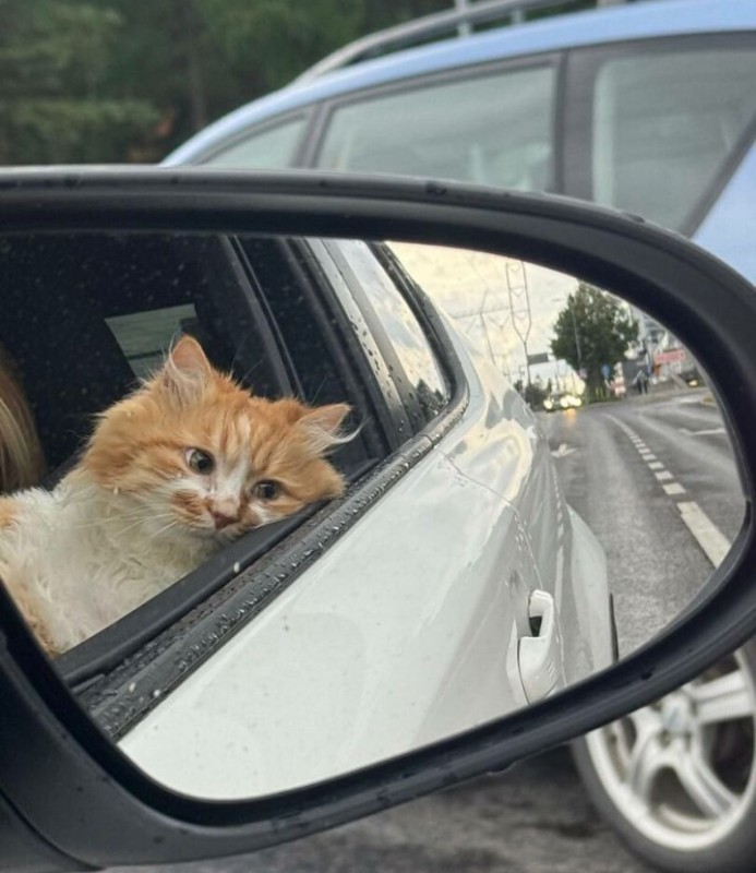 Create meme: cat in the car , A cat on the road, cat drive