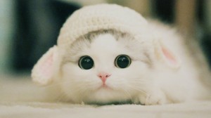 Create meme: cats are cute, the cute seals, the cute animals