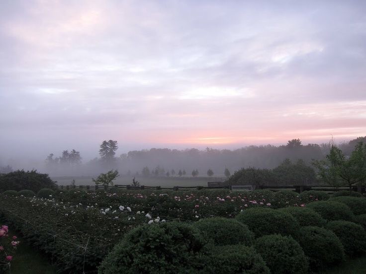 Create meme: garden landscape, Dawn with fog, beautiful place nature