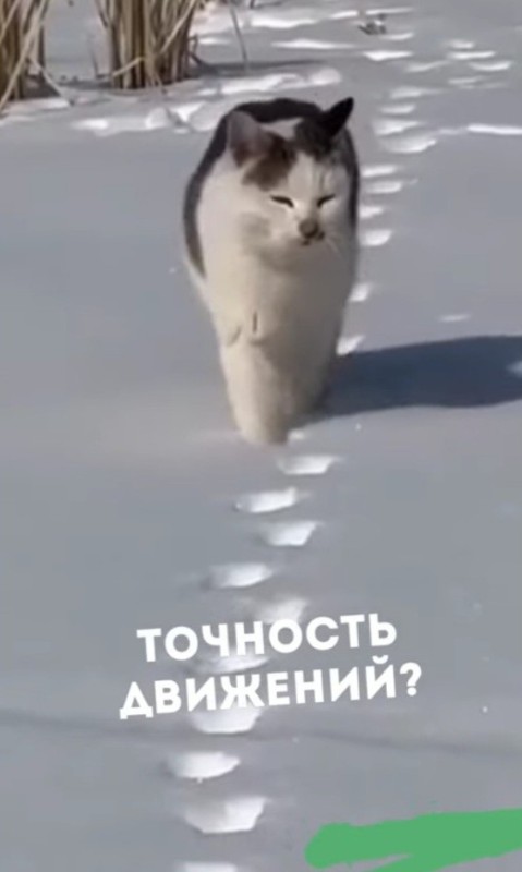 Создать мем: котики, кошечка, кот на льду
