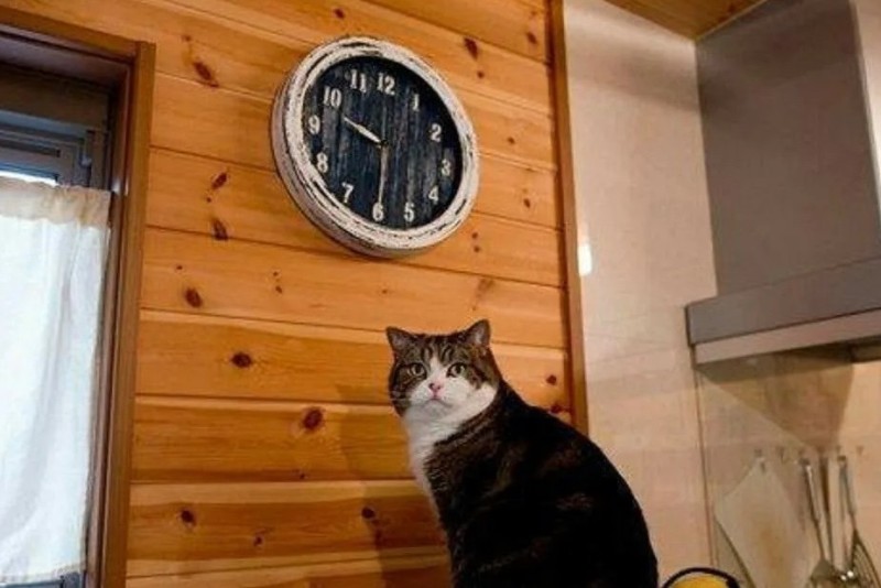 Создать мем: кот смотрит на часы мем, мем кот пора, кот и часы мем