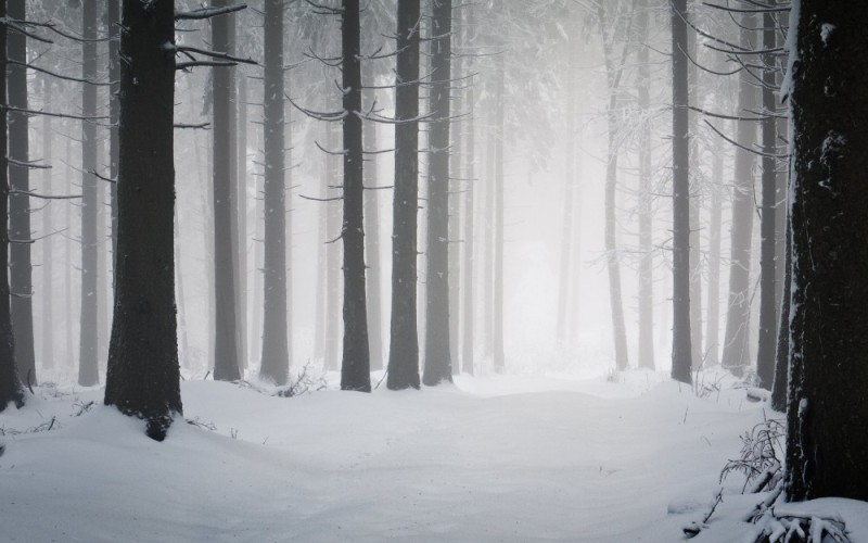 Create meme: forest snow , winter forest, winter forest 