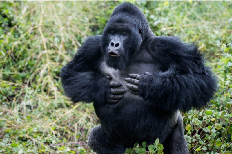 Создать мем: самая большая горилла, горилла самка, большая горилла