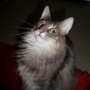 Create meme: cat, kittens the Maine Coon, tabby