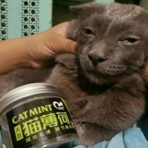 Создать мем: кот, cat mint snoop cat, кошка