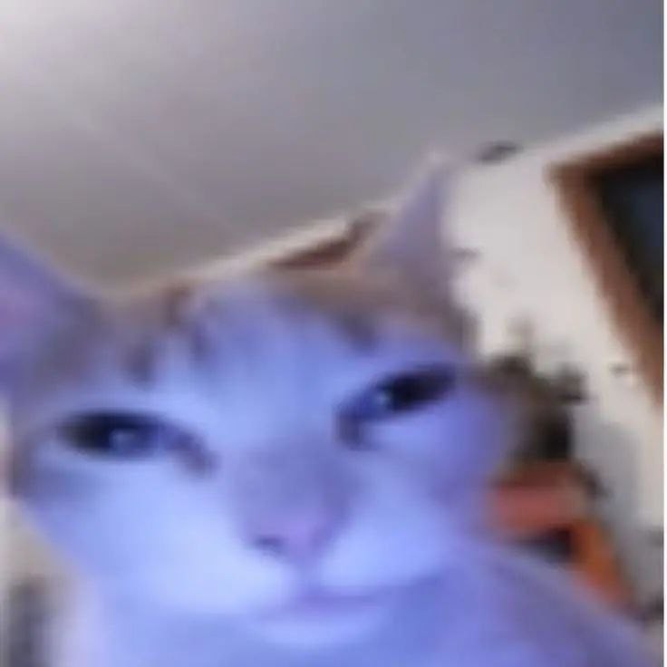 Create meme: Kote , cat, cat 