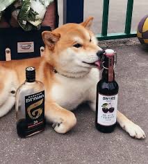 Create meme: Shiba inu with beer, Shiba inu , shiba inu 