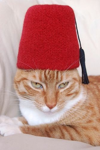 Create meme: the cat in the fez, a red-haired cat in a hat, Turkish fez