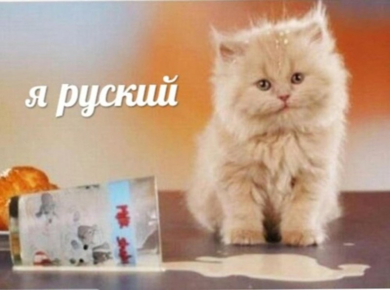 Создать мем: кошка, кот, я русский мем с котом