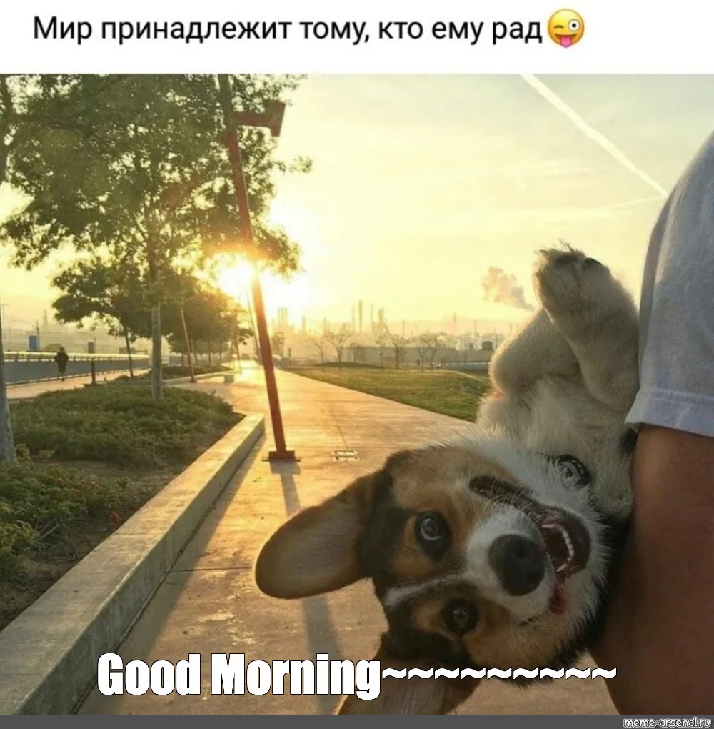 good morning funny animals