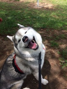 Create meme: husky, Alaskan Malamute dog, Siberian husky